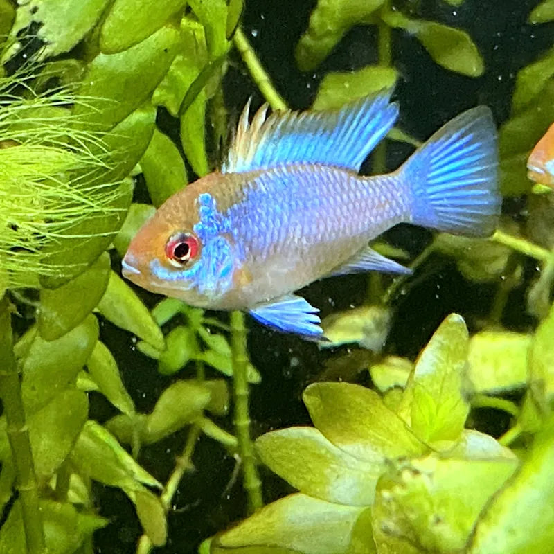 Blauer Zwergbuntbarsch Schmetterlingsbuntbarsch Aquarium