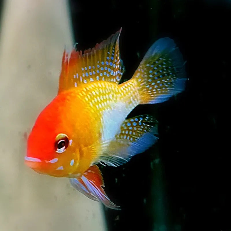 Zwergbuntbarsch Schmetterlingsbuntbarsch Aquarium