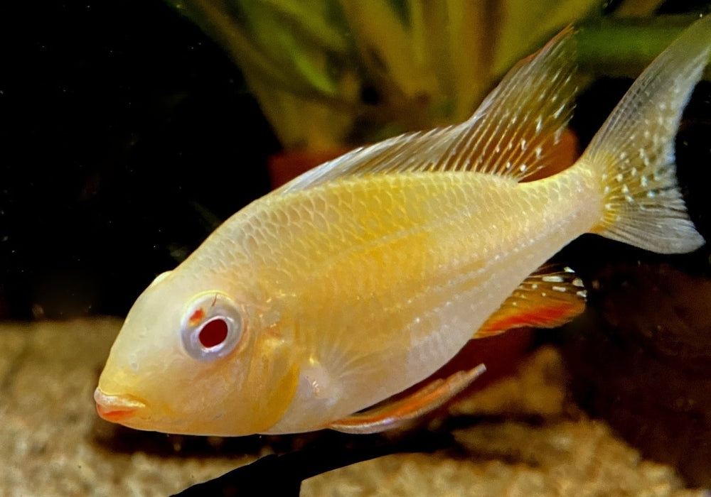 Heckels Buntbarsch, ALBINO - Acarichthys heckelii aqua-teck