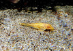 Albino Wabenschilderwels - Pterygoplichthys gibbiceps aqua-teck
