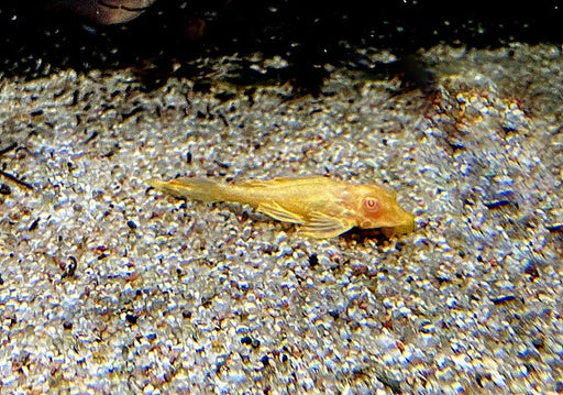 Albino Wabenschilderwels - Pterygoplichthys gibbiceps aqua-teck