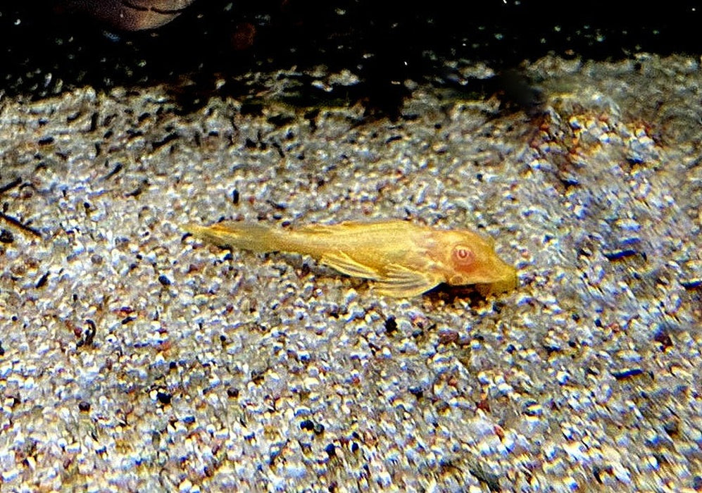 Albino Wabenschilderwels - Pterygoplichthys gibbiceps aqua-teck