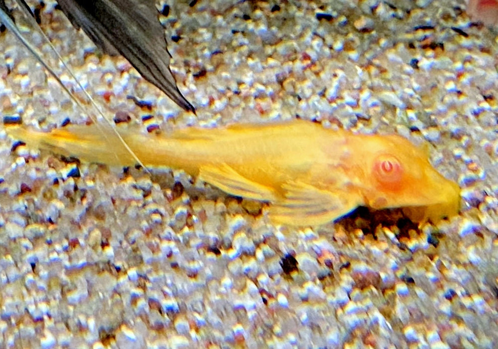 Albino Wabenschilderwels - Pterygoplichthys gibbiceps aqua-teck