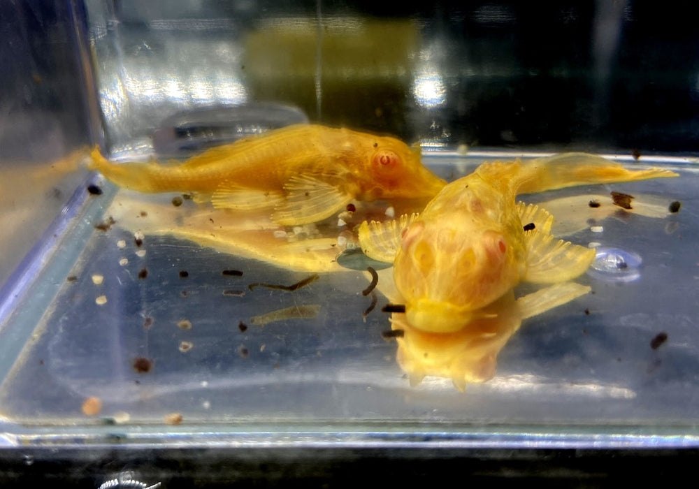 Albino Wabenschilderwels - Pterygoplichthys gibbiceps aqua-teck