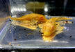 Albino Wabenschilderwels - Pterygoplichthys gibbiceps aqua-teck