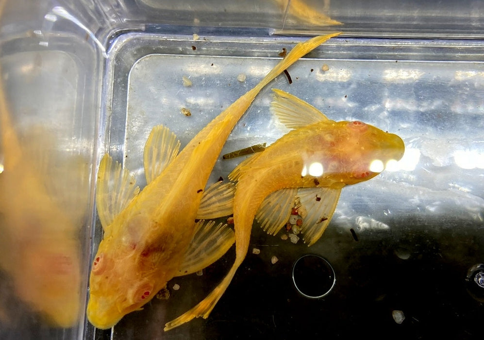 Albino Wabenschilderwels - Pterygoplichthys gibbiceps aqua-teck