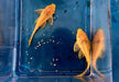 Albino Wabenschilderwels - Pterygoplichthys gibbiceps aqua-teck