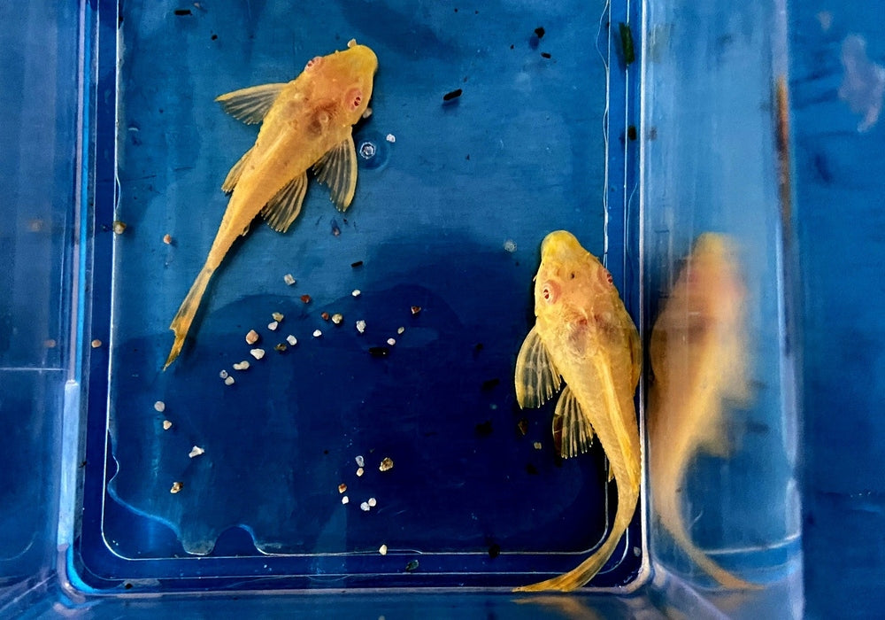 Albino Wabenschilderwels - Pterygoplichthys gibbiceps aqua-teck