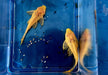 Albino Wabenschilderwels - Pterygoplichthys gibbiceps aqua-teck