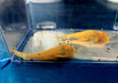 Albino Wabenschilderwels - Pterygoplichthys gibbiceps aqua-teck