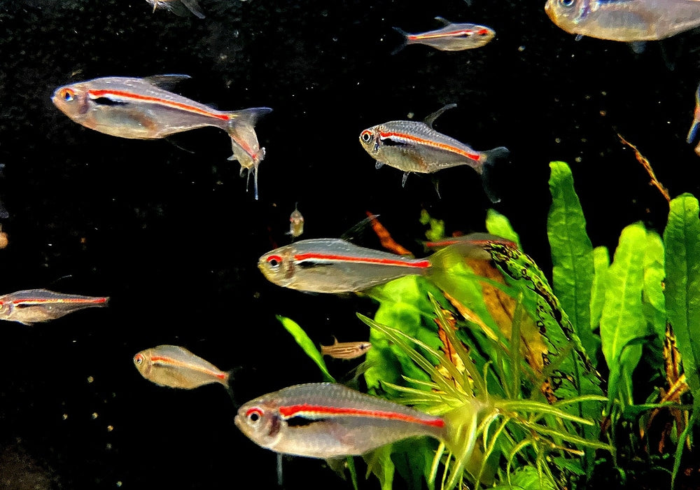 NEU! - Amapa-Salmler - Hyphessobrycon amapaensis aqua-teck