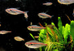 NEU! - Amapa-Salmler - Hyphessobrycon amapaensis aqua-teck