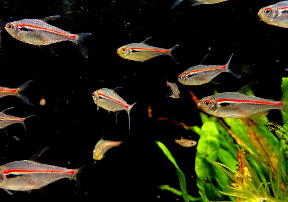 NEU! - Amapa-Salmler - Hyphessobrycon amapaensis aqua-teck