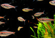 NEU! - Amapa-Salmler - Hyphessobrycon amapaensis aqua-teck