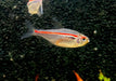 NEU! - Amapa-Salmler - Hyphessobrycon amapaensis aqua-teck