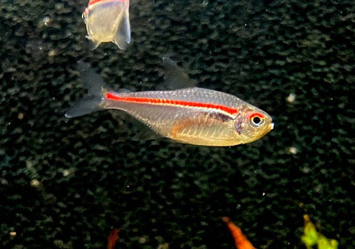 NEU! - Amapa-Salmler - Hyphessobrycon amapaensis aqua-teck