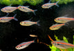 NEU! - Amapa-Salmler - Hyphessobrycon amapaensis aqua-teck