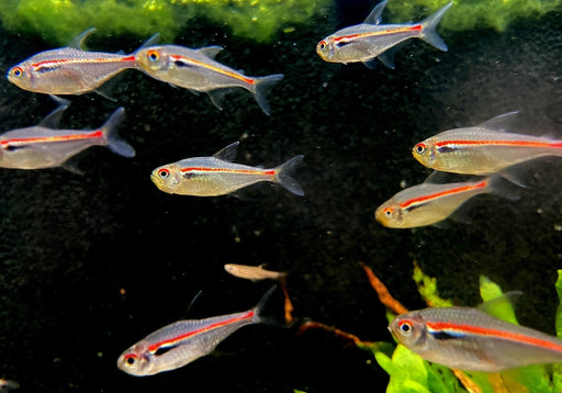 NEU! - Amapa-Salmler - Hyphessobrycon amapaensis aqua-teck