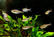 NEU! - Amapa-Salmler - Hyphessobrycon amapaensis aqua-teck