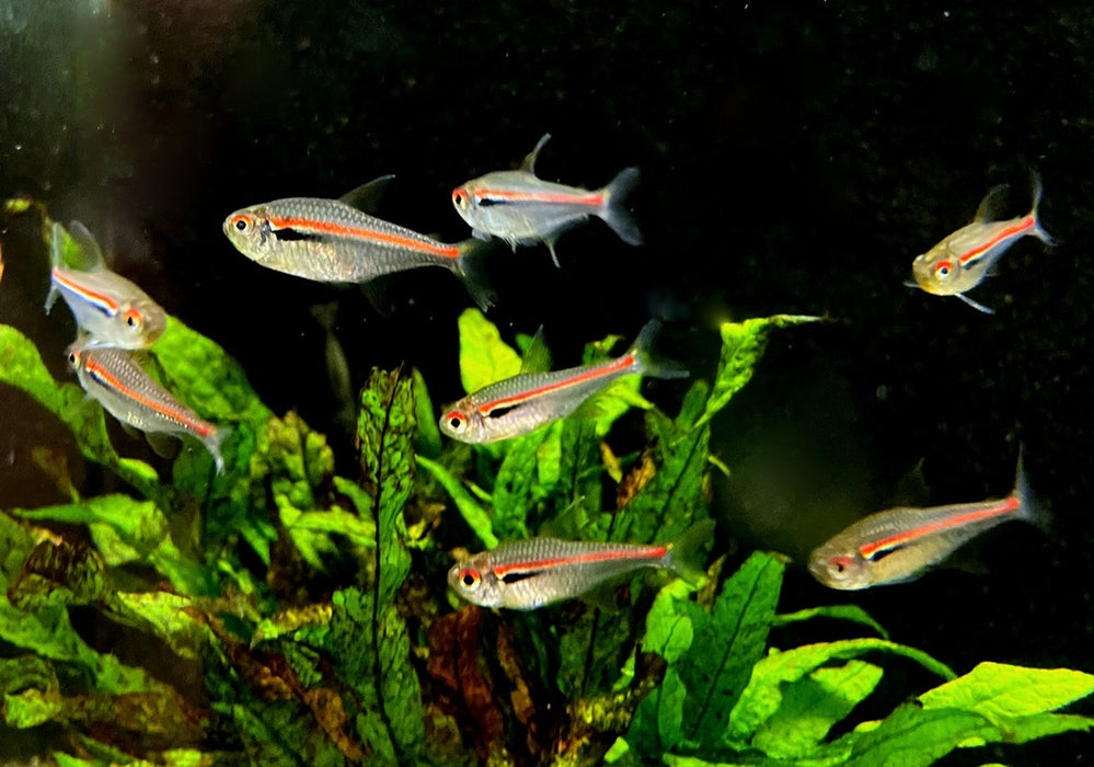 NEU! - Amapa-Salmler - Hyphessobrycon amapaensis aqua-teck