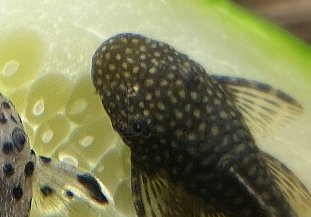 Antennenwels "braun" - Ancistrus sp. aqua-teck