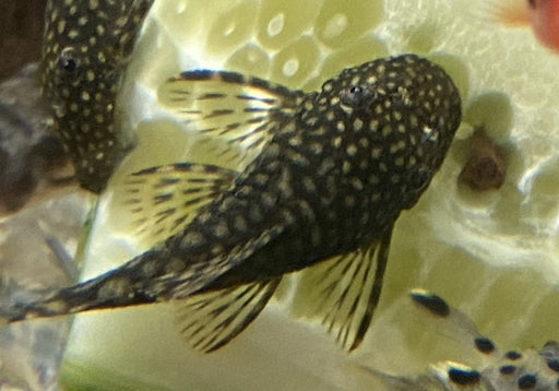 Antennenwels "braun" - Ancistrus sp. aqua-teck