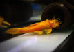 Antennenwels "Gold" - Ancistrus sp. aqua-teck