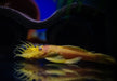 Antennenwels "Gold" - Ancistrus sp. aqua-teck