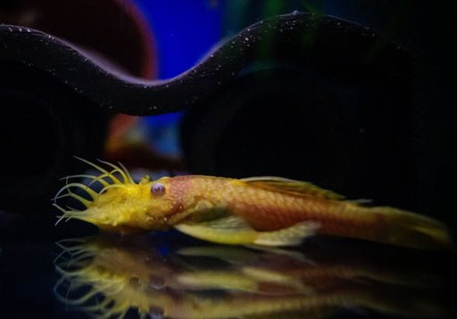 Antennenwels "Gold" - Ancistrus sp. aqua-teck