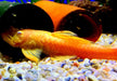 Antennenwels "Gold" - Ancistrus sp. aqua-teck
