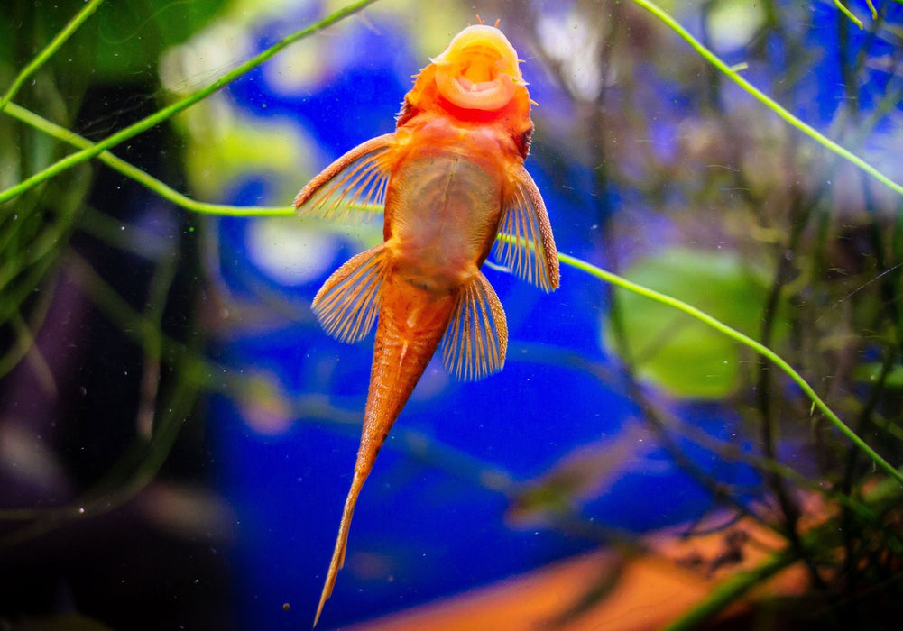 Antennenwels "rot" - Ancistrus sp. aqua-teck