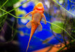 Antennenwels "rot" - Ancistrus sp. aqua-teck