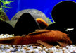 Antennenwels "rot" - Ancistrus sp. aqua-teck