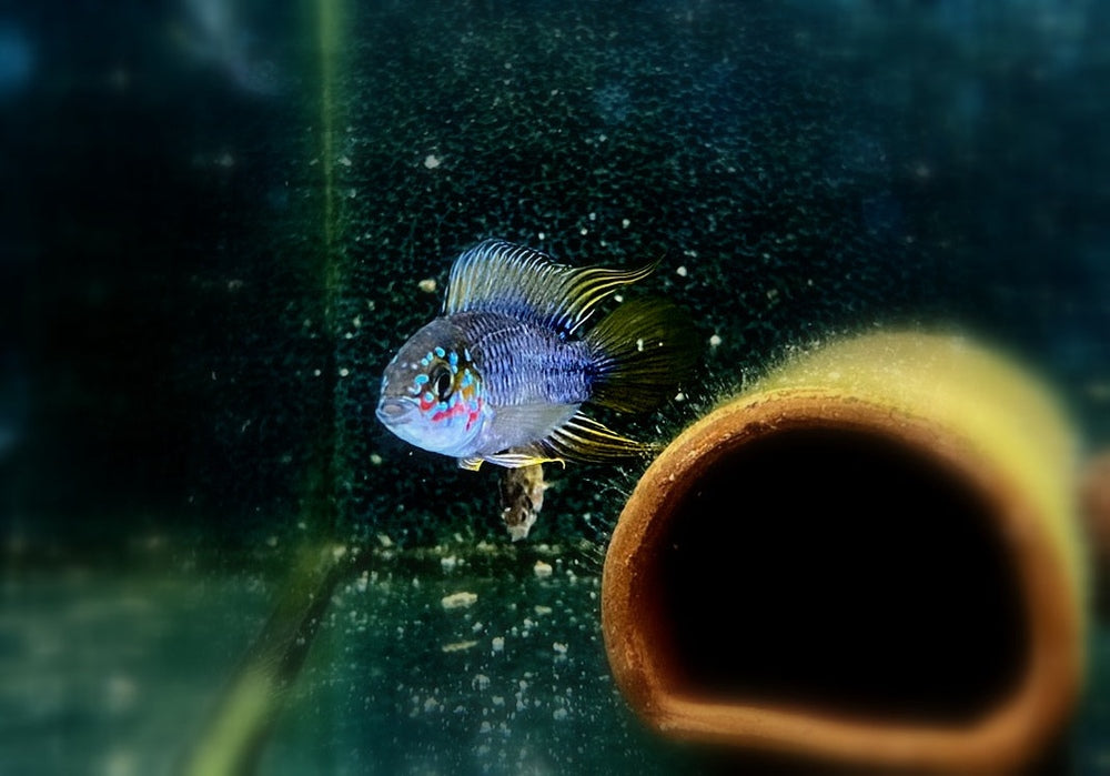 Borellis Zwergbuntbarsch "opal" - Apistogramma borelli "opal" aqua-teck
