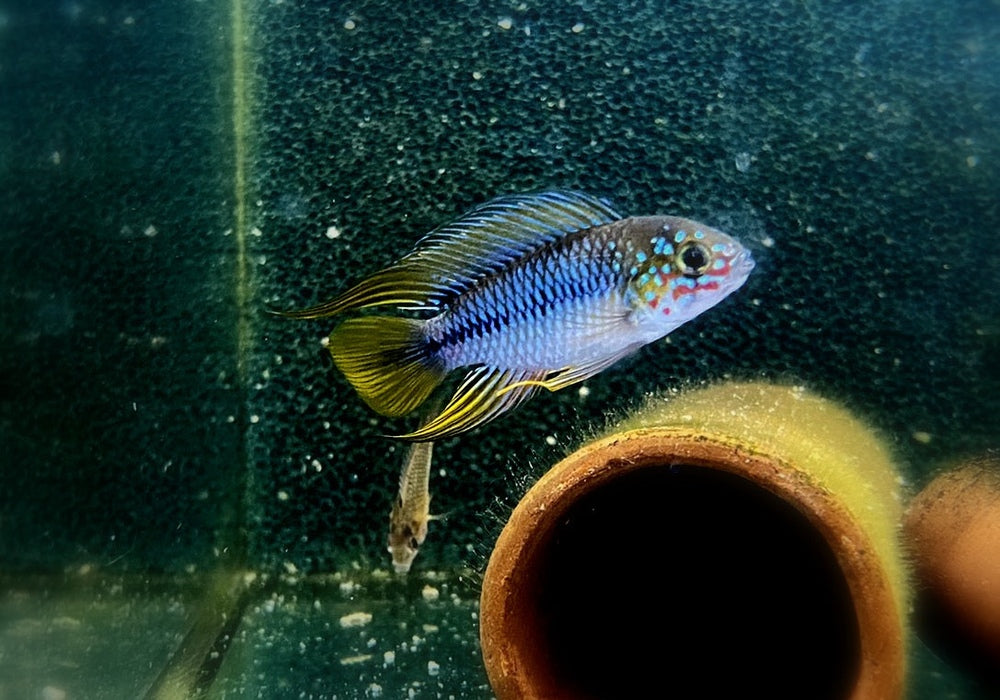 Borellis Zwergbuntbarsch "opal" - Apistogramma borelli "opal" aqua-teck