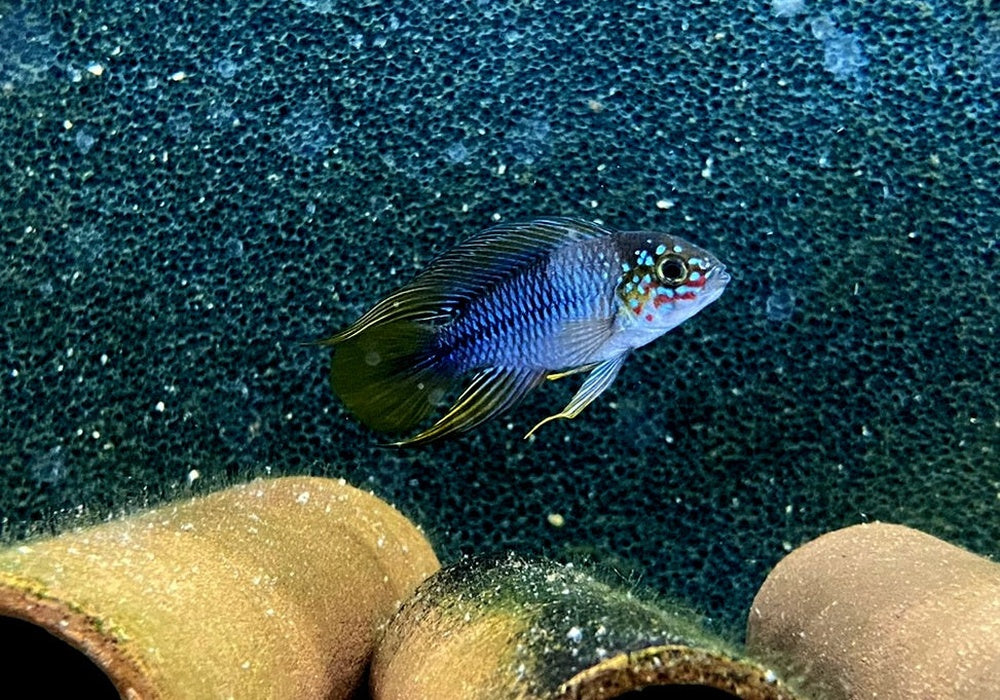 Borellis Zwergbuntbarsch "opal" - Apistogramma borelli "opal" aqua-teck