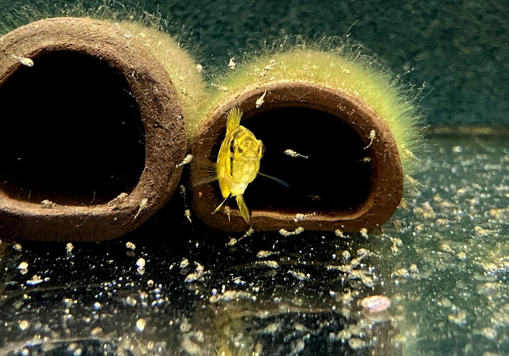 Borellis Zwergbuntbarsch "opal" - Apistogramma borelli "opal" aqua-teck