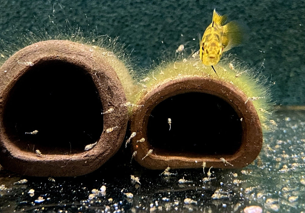 Borellis Zwergbuntbarsch "opal" - Apistogramma borelli "opal" aqua-teck