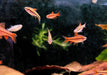 Bitterlingsbarbe - Puntius titteya aqua-teck