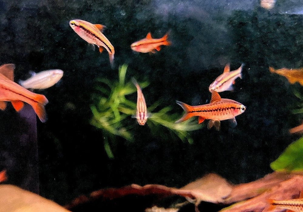 Bitterlingsbarbe - Puntius titteya aqua-teck