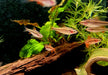 Bitterlingsbarbe - Puntius titteya aqua-teck