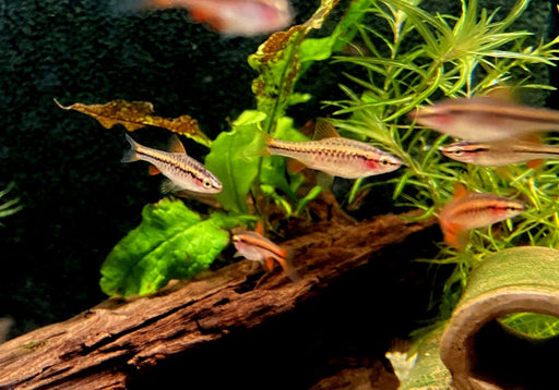 Bitterlingsbarbe - Puntius titteya aqua-teck