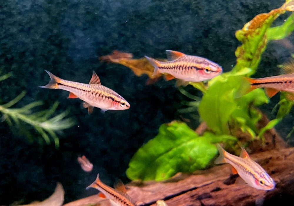Bitterlingsbarbe - Puntius titteya aqua-teck