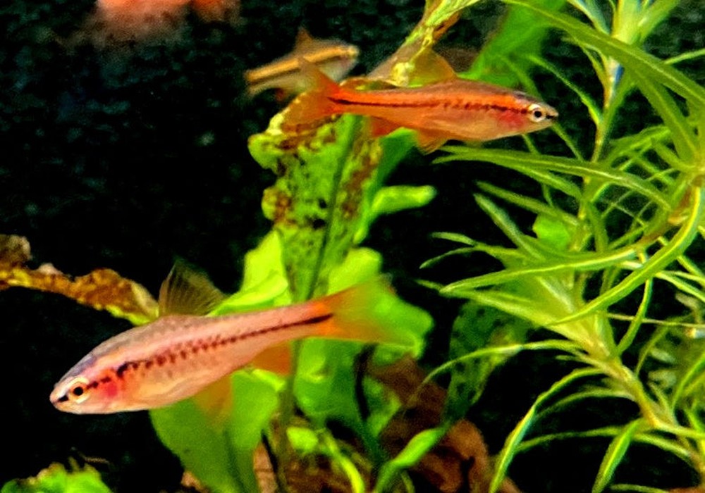 Bitterlingsbarbe - Puntius titteya aqua-teck