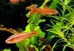 Bitterlingsbarbe - Puntius titteya aqua-teck