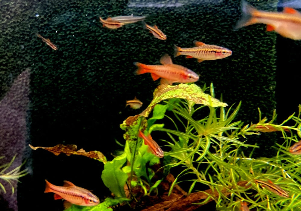 Bitterlingsbarbe - Puntius titteya aqua-teck