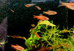 Bitterlingsbarbe - Puntius titteya aqua-teck