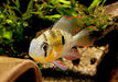 Bolivianischer Schmetterlingsbuntbarsch - Microgeophagus altispinosa aqua-teck