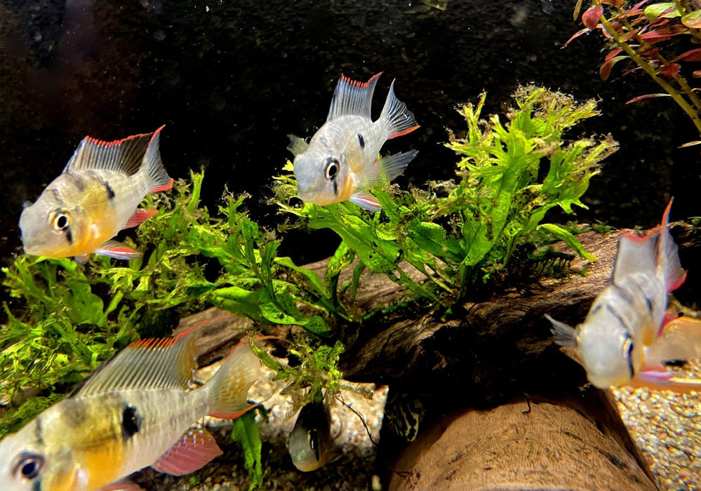 Bolivianischer Schmetterlingsbuntbarsch - Microgeophagus altispinosa aqua-teck