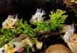 Bolivianischer Schmetterlingsbuntbarsch - Microgeophagus altispinosa aqua-teck